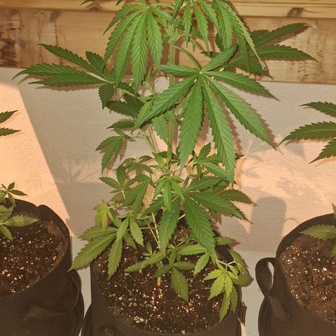 Royal Runtz Spargel #1 growlog timeline photo