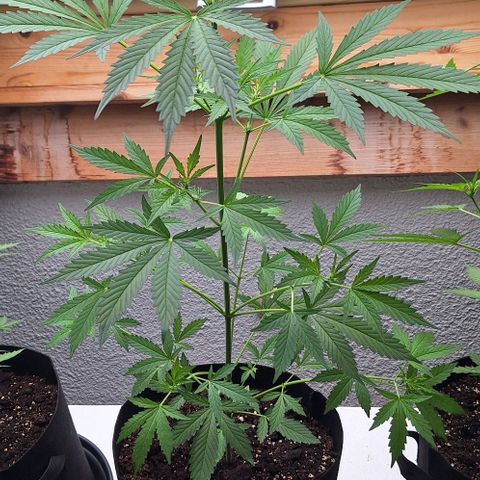 Royal Runtz Spargel #1 growlog timeline photo