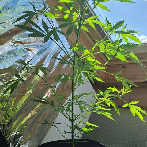 Royal Runtz Spargel #1 growlog timeline photo