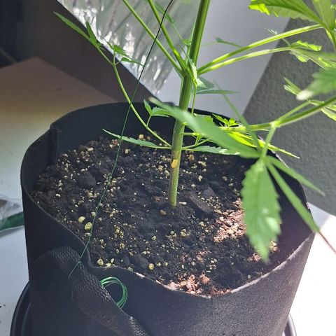 Royal Runtz Spargel #1 growlog timeline photo