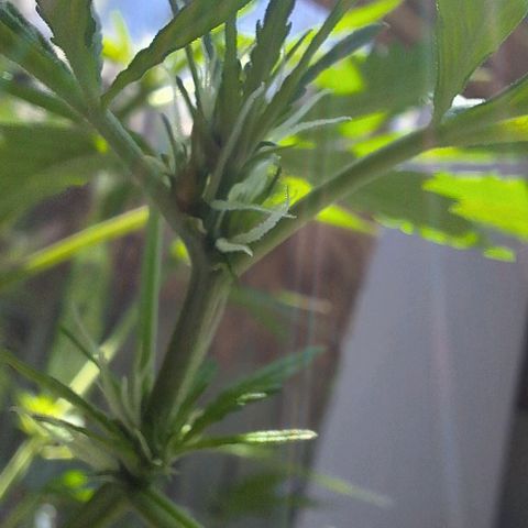 Royal Runtz Spargel #1 growlog timeline photo