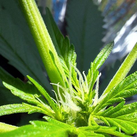 Royal Runtz Spargel #1 growlog timeline photo