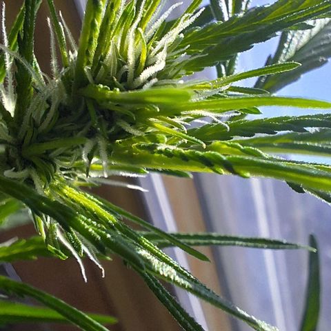 Royal Runtz Spargel #1 growlog timeline photo