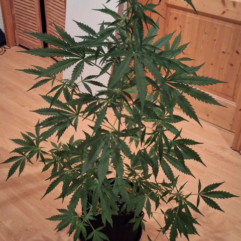 Royal Runtz Spargel #1 growlog timeline photo