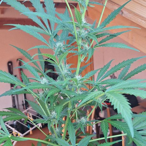 Royal Runtz Spargel #1 growlog timeline photo