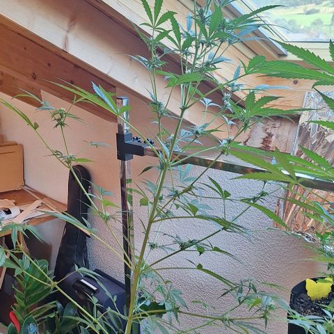 Royal Runtz Spargel #1 growlog timeline photo