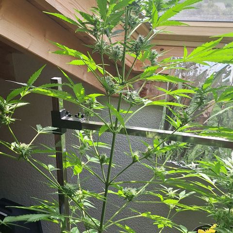 Royal Runtz Spargel #1 growlog timeline photo