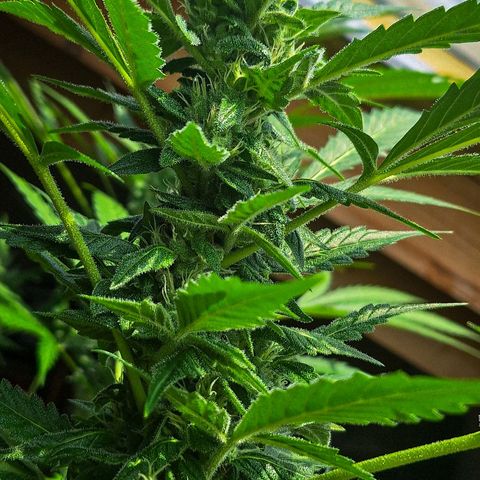 Royal Runtz Spargel #1 growlog photo: Heute noch zusätzlich ein kleiner Exkurs zu der zweiten angebauten Royal Runtz. Dort hat sich ein wesentlich dichterer Headbud gebildet. Ich vermute, dass die Pflanze in ca. 2-3 Wochen erntereif sein wird. Ermitteln werde ich den Erntezeitpunkt per Lupe an dem Zustand der Trichome. Ich versuche den Zeitpunkt zu treffen, an denen ca. 80% der Trichome milchig sind und 20% bernsteinfarben.