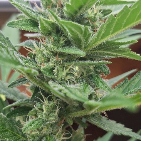 Royal Runtz Spargel #1 growlog timeline photo