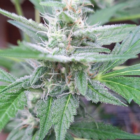 Royal Runtz Spargel #1 growlog timeline photo