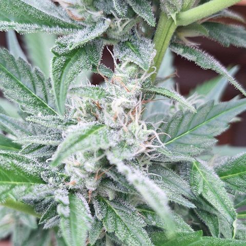 Royal Runtz Spargel #1 growlog timeline photo