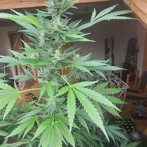Royal Runtz Spargel #1 growlog timeline photo
