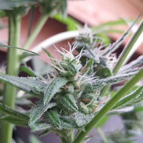 Royal Runtz Spargel #1 growlog timeline photo