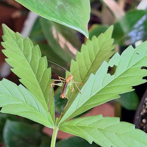 Royal Runtz Spargel #1 growlog timeline photo