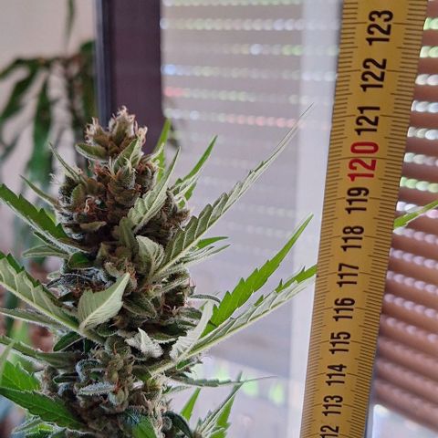 Royal Runtz Spargel #1 growlog timeline photo