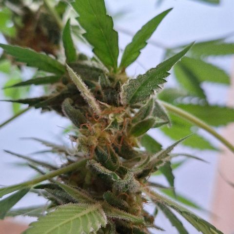 Royal Runtz Spargel #1 growlog timeline photo