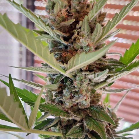 Royal Runtz Spargel #1 growlog timeline photo