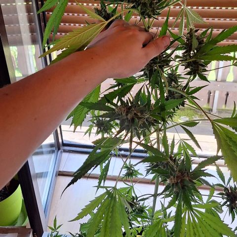Royal Runtz Spargel #1 growlog timeline photo
