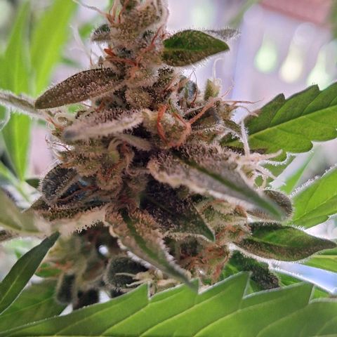 Royal Runtz Spargel #1 growlog timeline photo