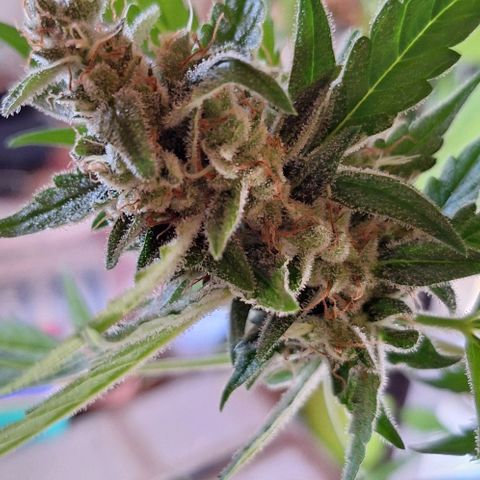 Royal Runtz Spargel #1 growlog timeline photo