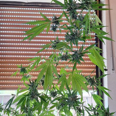 Royal Runtz Spargel #1 growlog timeline photo