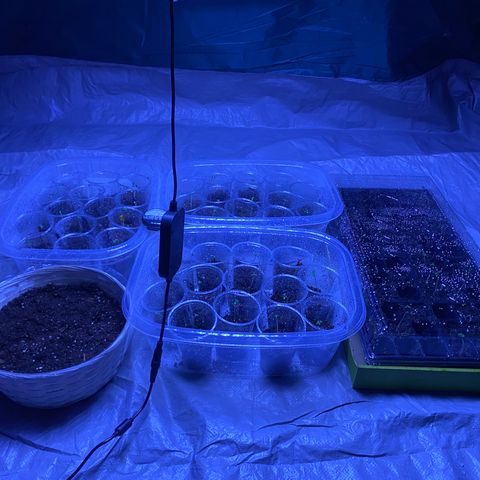 Cherry Wine CBD growlog timeline photo