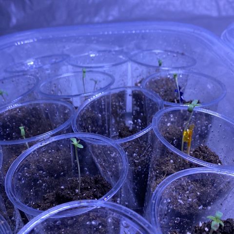 Cherry Wine CBD growlog timeline photo
