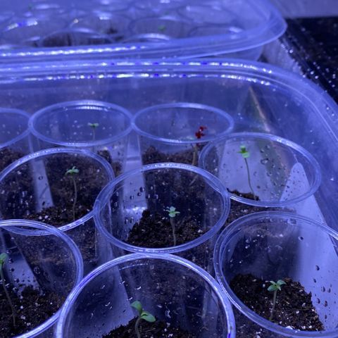 Cherry Wine CBD growlog timeline photo