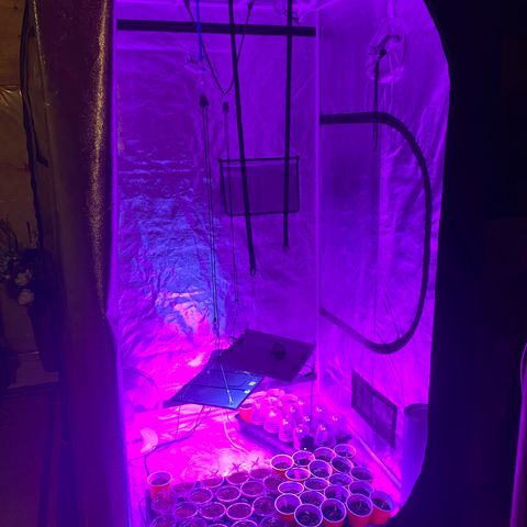 Cherry Wine CBD growlog timeline photo