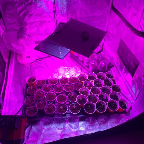Cherry Wine CBD growlog timeline photo