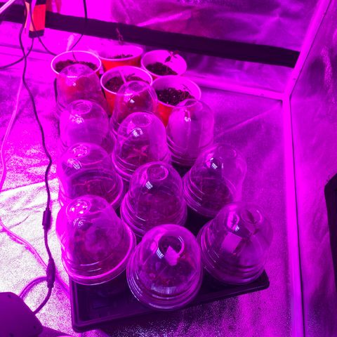 Cherry Wine CBD growlog timeline photo