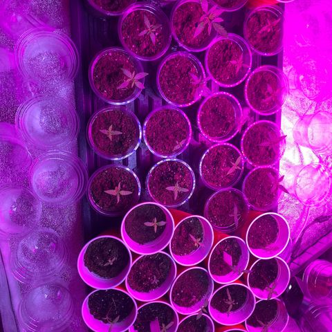Cherry Wine CBD growlog timeline photo