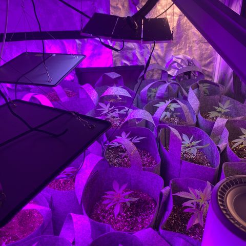 Cherry Wine CBD growlog photo: 24 plants