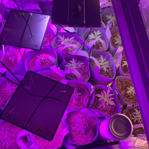 Cherry Wine CBD growlog photo: 24 plants