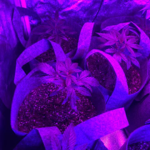 Cherry Wine CBD growlog photo: After 5 weeks from seedling and switch to 24 hr light schedual 