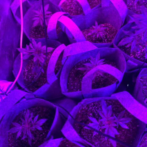 Cherry Wine CBD growlog photo: After 5 weeks from seedling and switch to 24 hr light schedual 