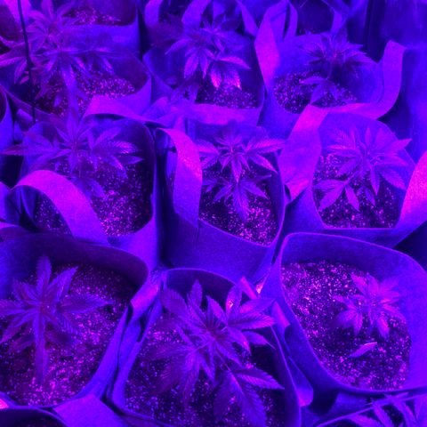 Cherry Wine CBD growlog photo: After 5 weeks from seedling and switch to 24 hr light schedual 