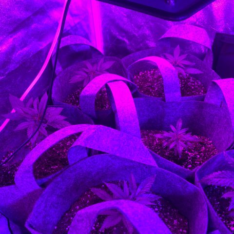 Cherry Wine CBD growlog photo: After 5 weeks from seedling and switch to 24 hr light schedual 
