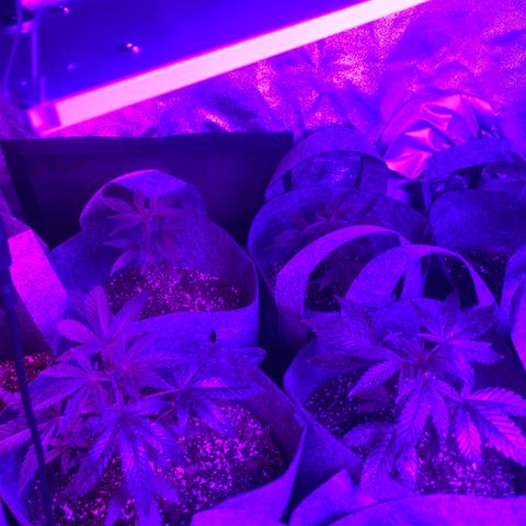 Cherry Wine CBD growlog photo: After 5 weeks from seedling and switch to 24 hr light schedual 
