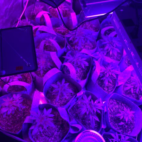 Cherry Wine CBD growlog timeline photo