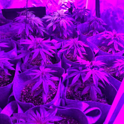 Cherry Wine CBD growlog photo: 6 weeks from germination
