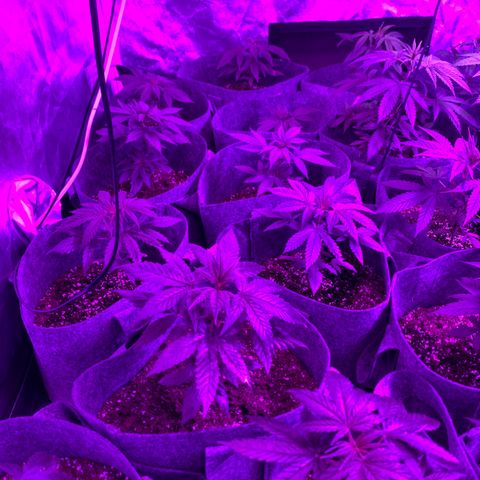 Cherry Wine CBD growlog photo: 6 weeks from germination