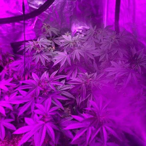 Cherry Wine CBD growlog photo: Getting ready to move 12 to a greenhouse in the next 2 weeks. Keeping 12 in the tent.