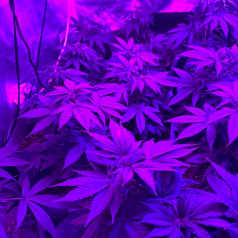 Cherry Wine CBD growlog photo: Getting ready to move 12 to a greenhouse in the next 2 weeks. Keeping 12 in the tent.