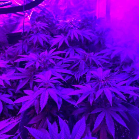 Cherry Wine CBD growlog timeline photo