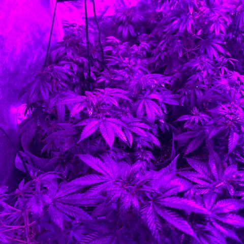 Cherry Wine CBD growlog photo: 24 plants getting ready to move 12 to the greenhouse