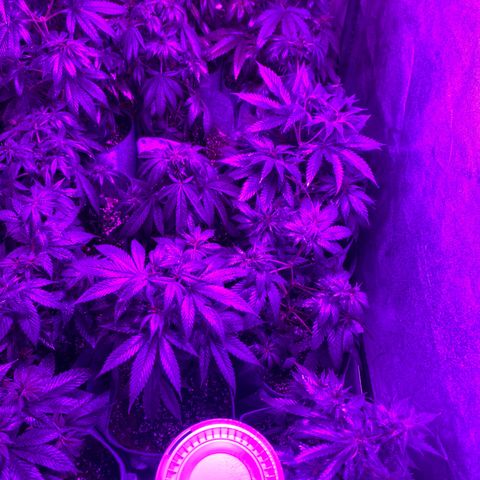 Cherry Wine CBD growlog photo: 24 plants getting ready to move 12 to the greenhouse