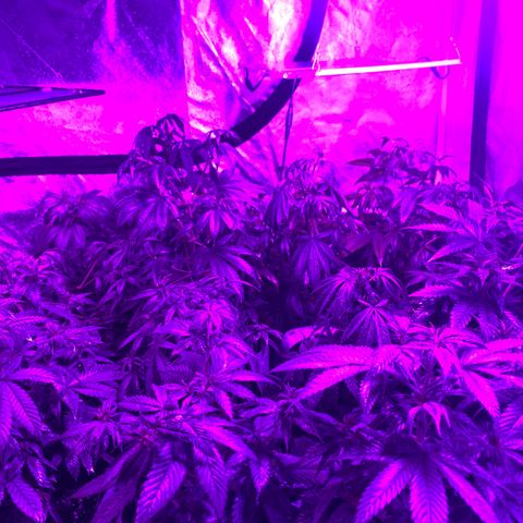 Cherry Wine CBD growlog photo: 24 plants getting ready to move 12 to the greenhouse