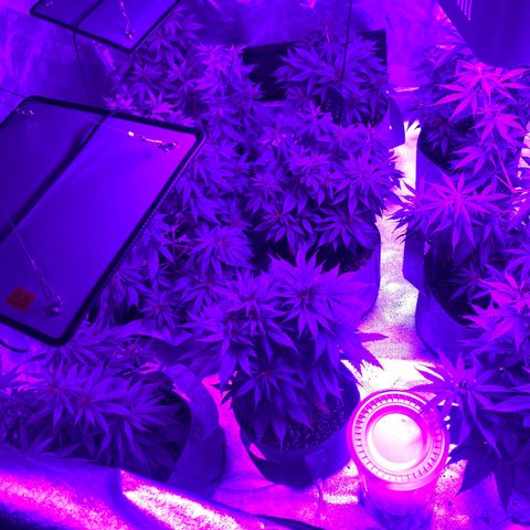 Cherry Wine CBD growlog timeline photo