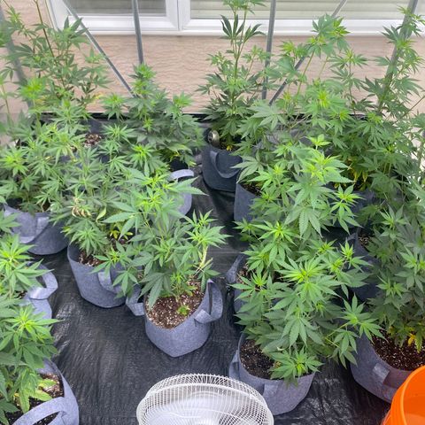 Cherry Wine CBD growlog timeline photo
